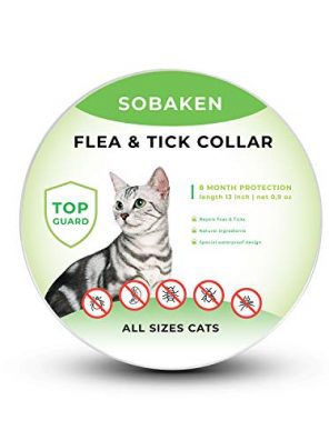 Natural Flea and Tick Prevention for Cats