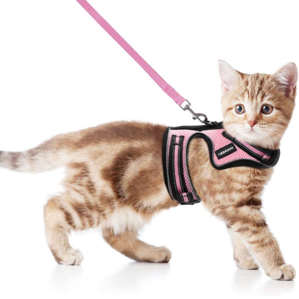 rabbitgoo Cat Harness and Leash for Walking Best Offer - CatPremier.com