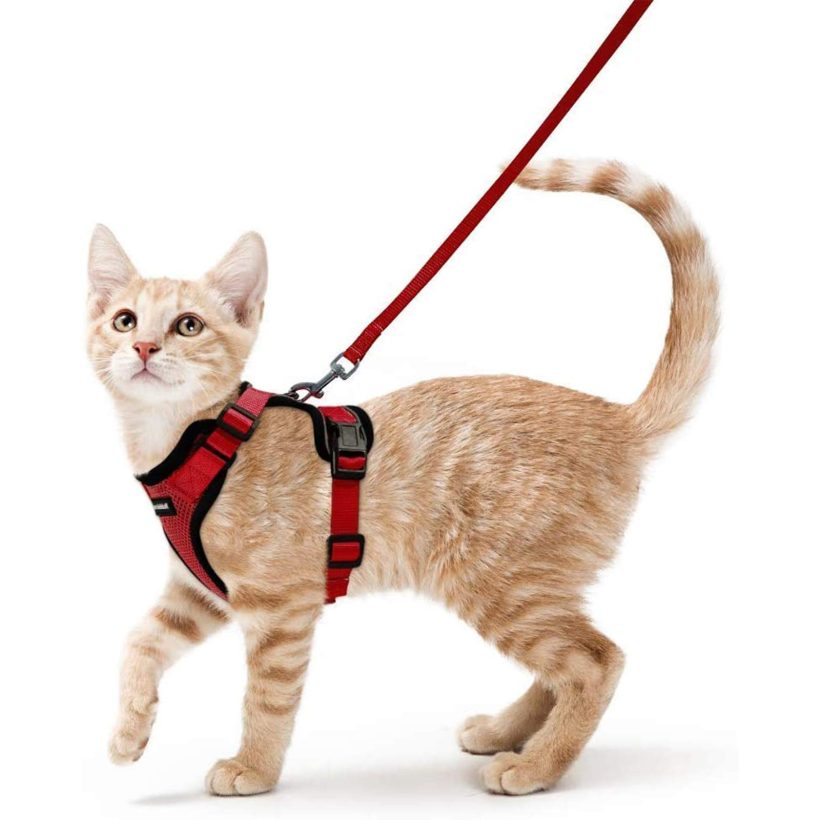 rabbitgoo Cat Harness and Leash for Walking