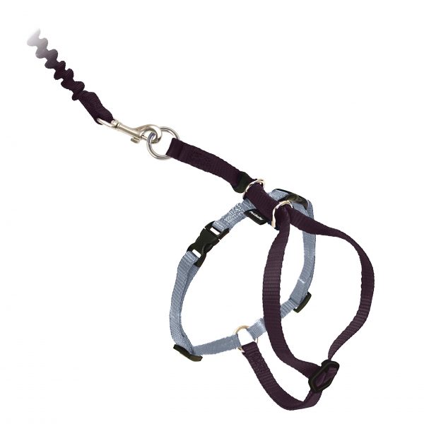 Cats Kitty Harness and Bungee Leash