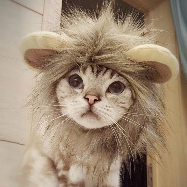 Cats Lion Mane Halloween Outfit