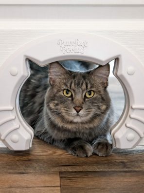 Cat Door Built In Interior Pet Door